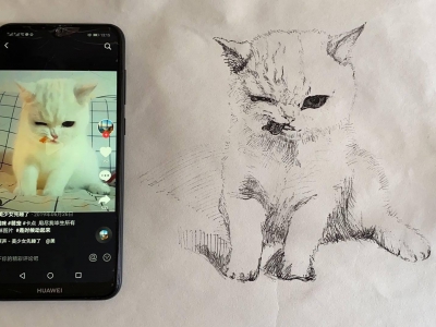承接宠物手绘画像，类似于白猫（图）